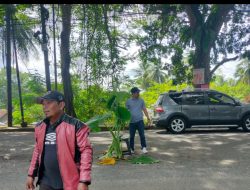 Aktivis Tanam Pohon Talas di Ruas Jalan Nasional Yang Rusak dan Berlobang