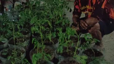 Yayasan Albir Salam Budidaya Tomat, Cabai dan Terong Gunakan Galon Bekas
